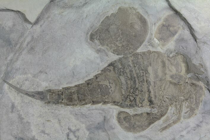Eurypterus (Sea Scorpion) Fossil - New York #179500
